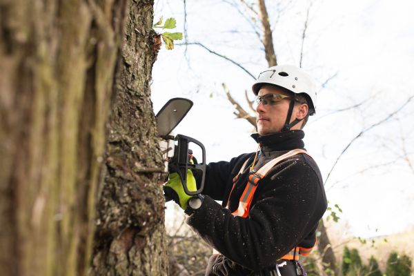 Arborist Tree Service - Arborist Tree Service New Castle, Delaware