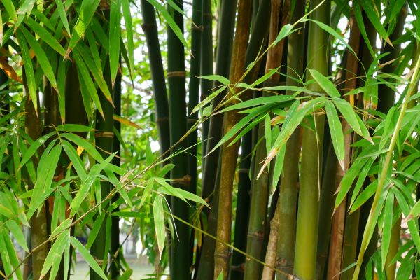 Bamboo Removal