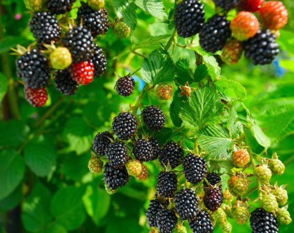 Blackberry Bush Pruning