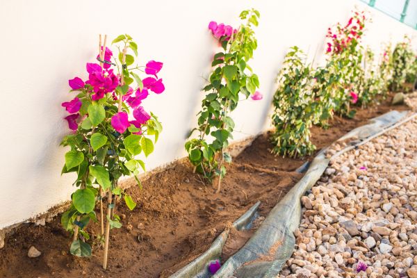Bark Ground Cover Installation