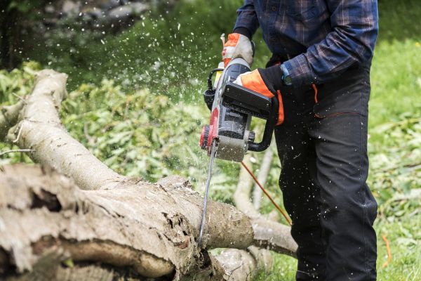 Branch Removal Service - Branch Removal Service Raleigh, North Carolina