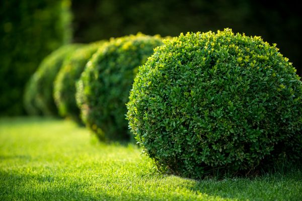Azalea Pruning