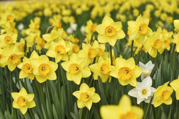 Daffodil Planting - Daffodil Planting La Crosse, Wisconsin