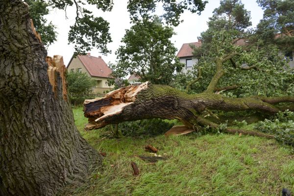 Dead Tree Removal