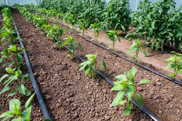Drip Irrigation Hose Service
