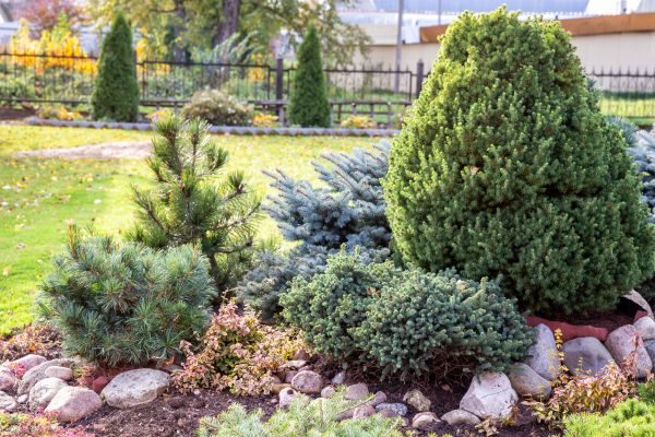 Evergreen Hedge Trimming