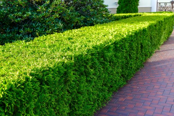 Field Hedge Trimming