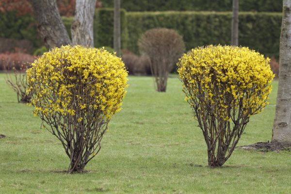 Forsythia Bush Trimming Service - Forsythia Bush Trimming Service Chesapeake, Virginia