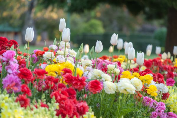 Flower Garden Landscaping