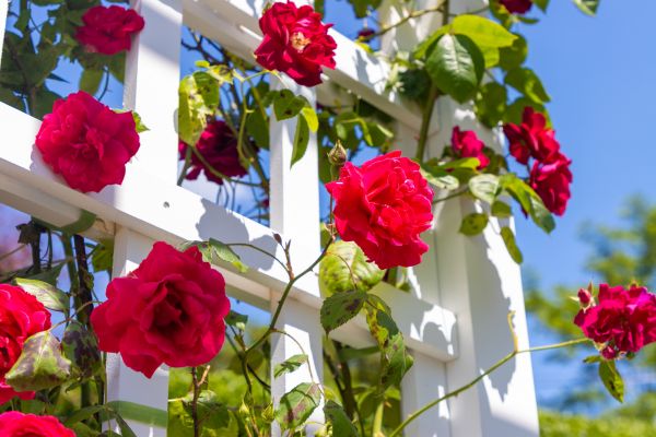 Home Gardening Service, Home Gardening Service, Utah