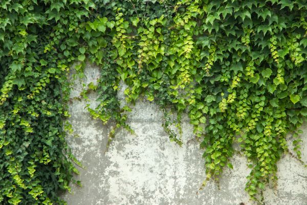 Hedge Trimming