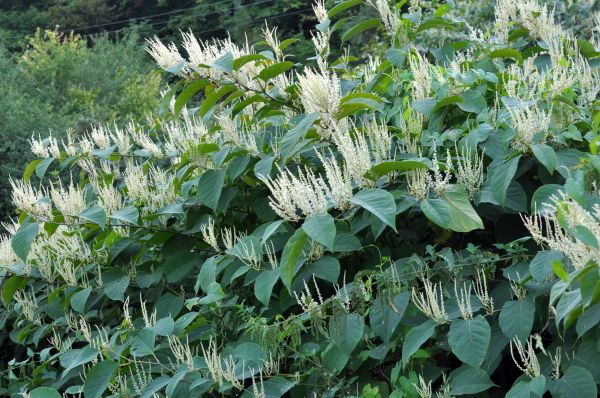 Japanese Knotweed Treatment Service - Japanese Knotweed Treatment Service Columbus, Georgia