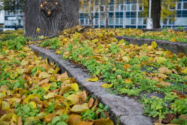 Fall Yard Cleanup Service