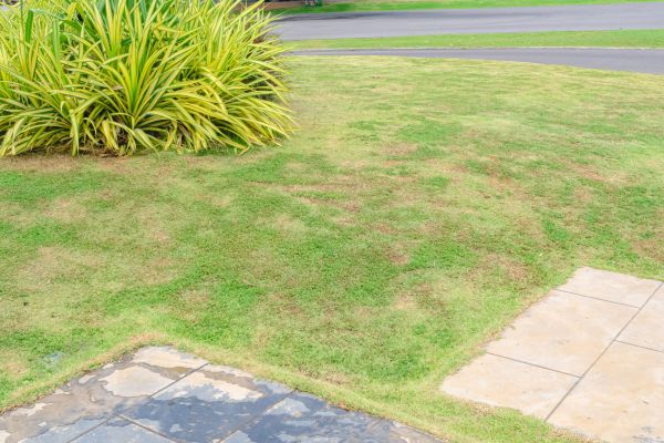 Commercial Lawn Fertilizing