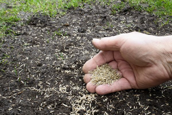 Lawn Overseeding Service - Lawn Overseeding Service Kitsap County, Washington