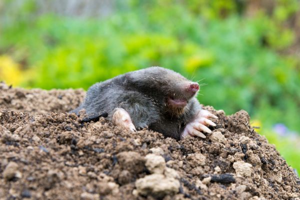 Mole Control Service
