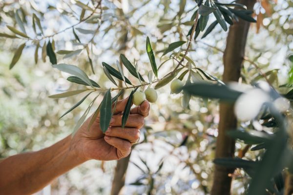 Avocado Tree Shaping
