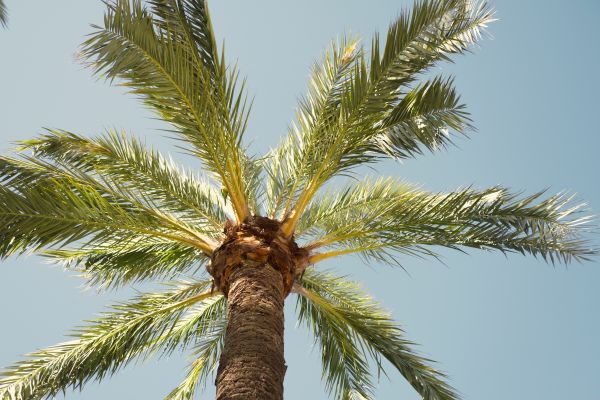 Palm Tree Care