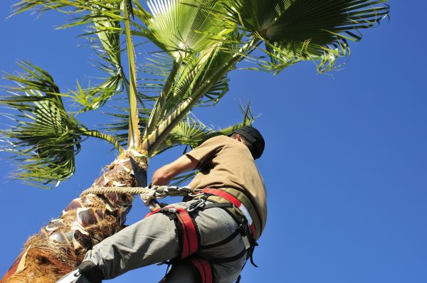 Palm Tree Trimming - Palm Tree Trimming Lees Summit, Missouri