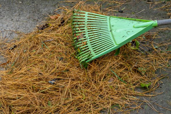 Pine Needle Cleaning - Pine Needle Cleaning Salinas, California