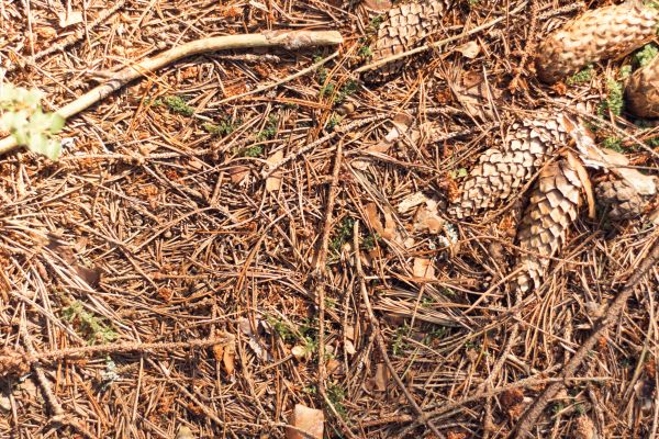 Pine Needles Removal - Pine Needles Removal Ogden, Utah