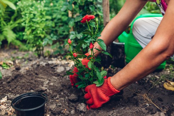 Planting Service - Planting Service Reno, Nevada