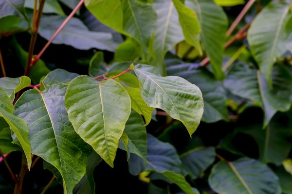 Herbicide Application