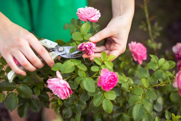 Rose Trimming - Rose Trimming Aiken, South Carolina