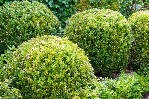 Shrub Care Service - Shrub Care Service Anchorage, Alaska