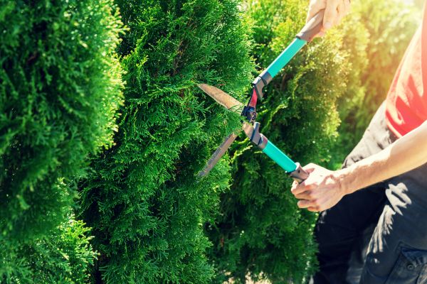Tree And Shrub Pruning Service - Tree And Shrub Pruning Service Plant City, Florida