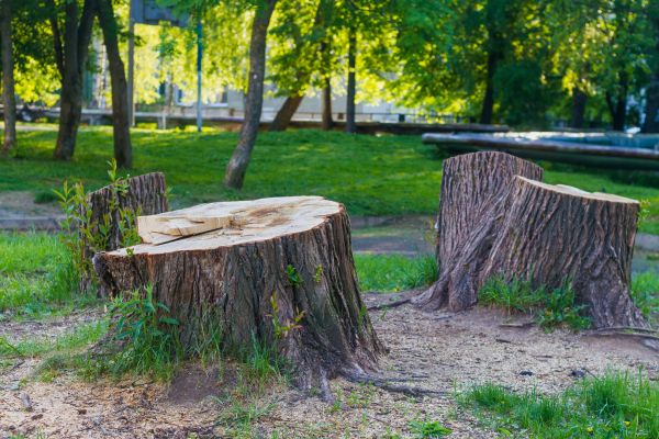 Emergency Tree Removal