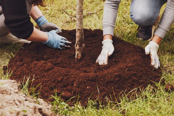 Shrub Relocation