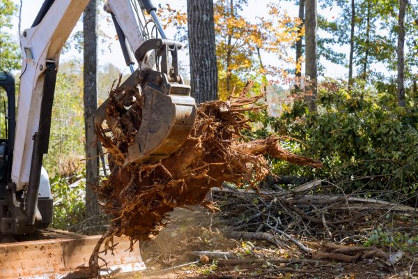 Sewer Line Tree Root Removal