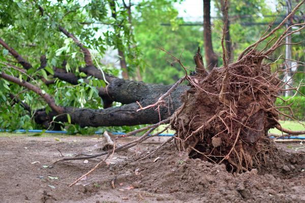 Root Grinding