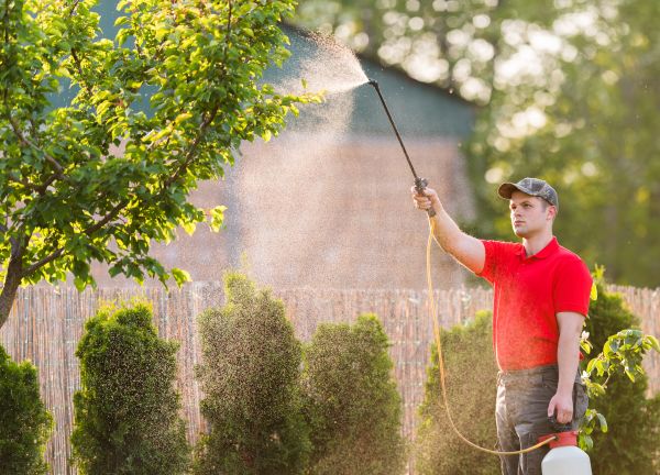 Arborist Pruning