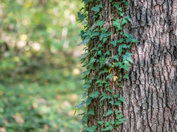 Apple Tree Pruning