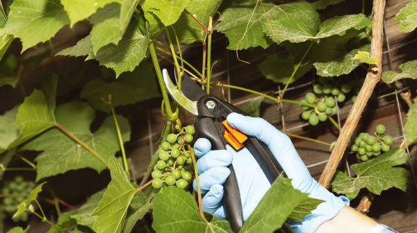 Vine Removal - Vine Removal Lompoc, California