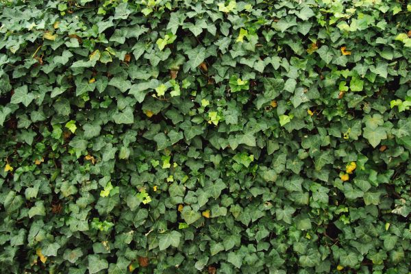 Wall Ivy Removal Service - Wall Ivy Removal Service San Ramon, California