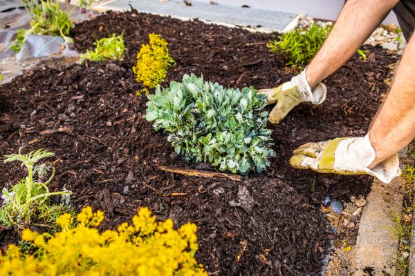 Weeding And Mulching