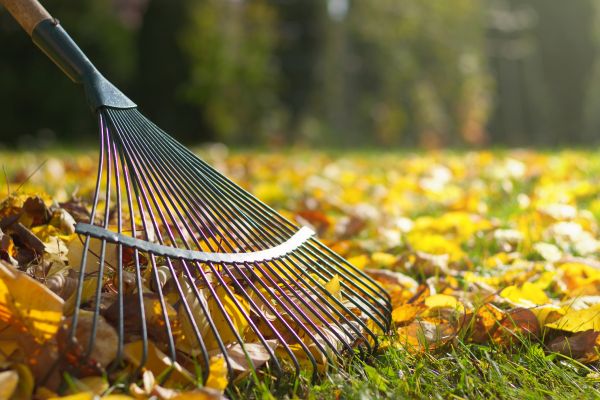 Autumn Leaf Removal