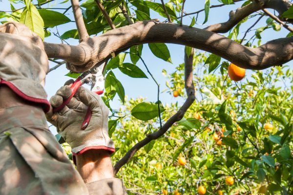 Apple Tree Pruning