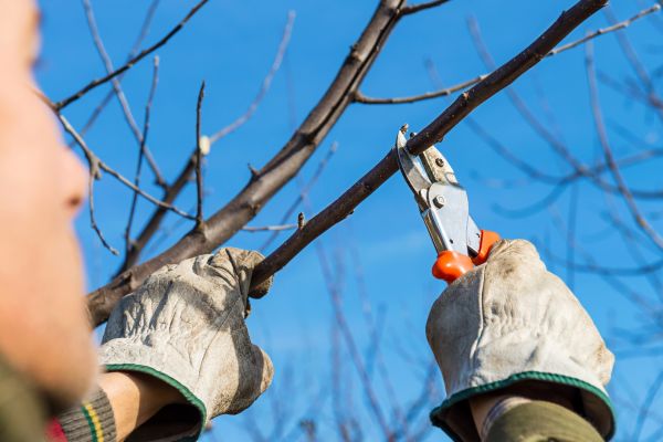 Fruit Tree Care