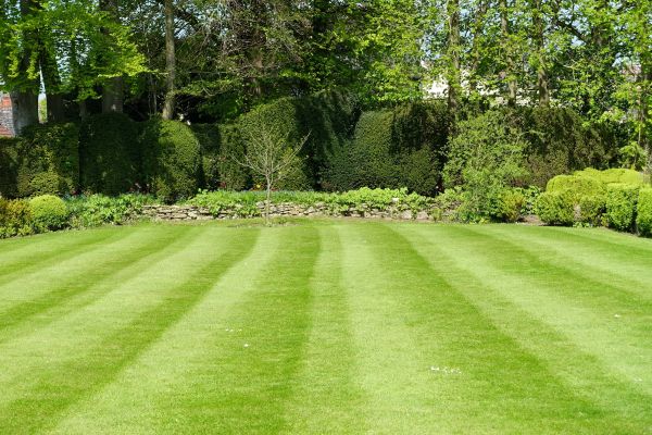 Bermuda Grass Cutting