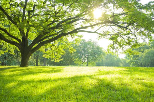 Fall Lawn Care