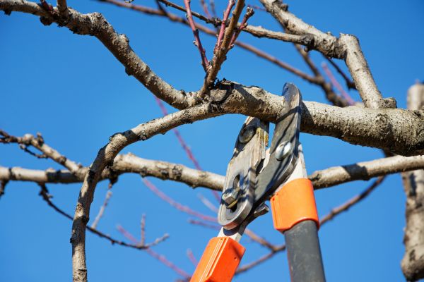 Tree Shearing - Tree Shearing Denver, Colorado