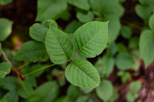 Lawn Herbicide Treatment