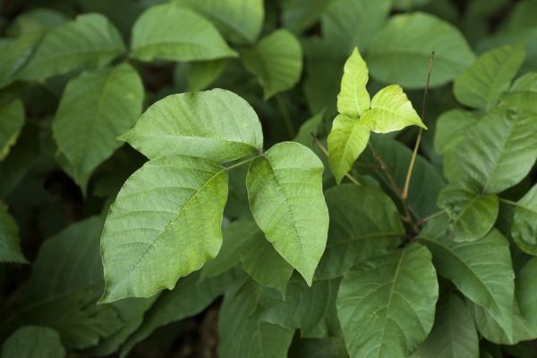 Lawn Herbicide Treatment