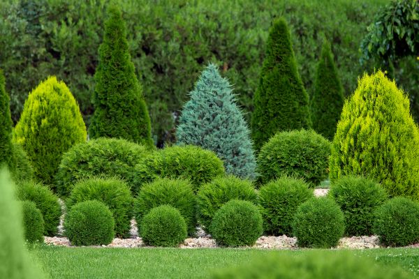 Shrub Cutting