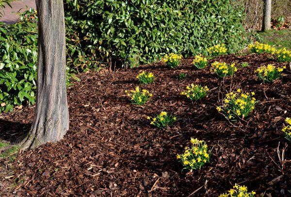 Mulch Care