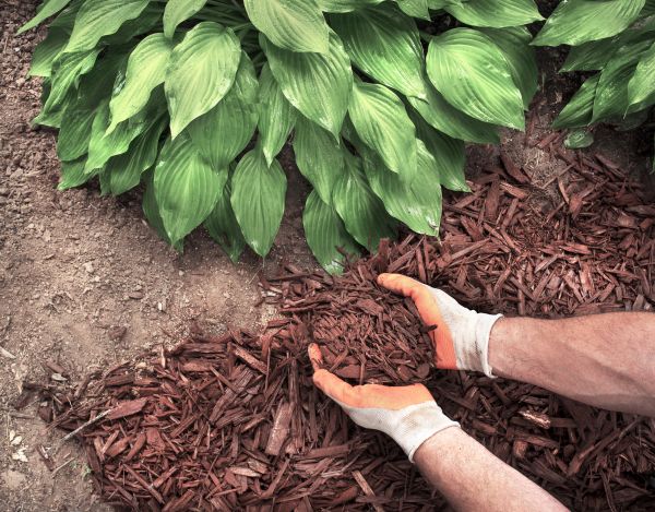 Shredded Mulch Service - Shredded Mulch Service North Port, Florida